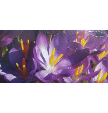 Plic felicitare pentru bani 168x84mm КВ 22-101
