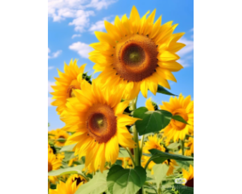 Mozaic cu diamante 40*50 cm "Floarea-soarelui în soare" X14-29 (25)