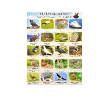 Poster pasari salbatice P*2456