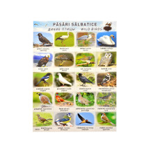 71354 Плакат дикие птицы P*2456