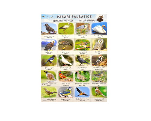 Poster pasari salbatice P*2456