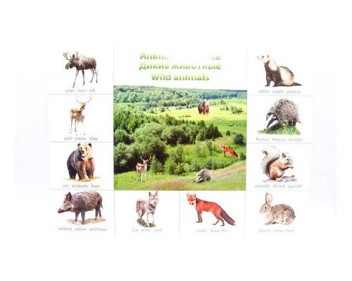 Poster animale salbatice P*2319