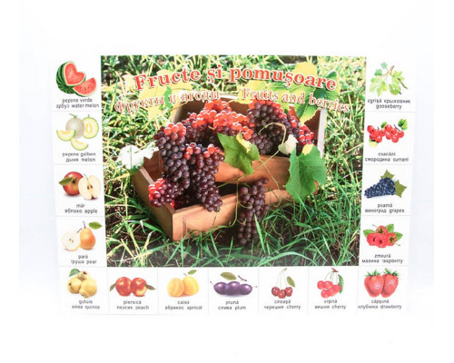Плакат фрукты P*2326