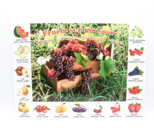 Poster fructe P*2326