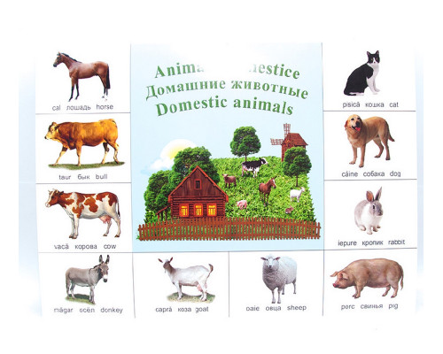 Poster animale domestice P*2135 (100)