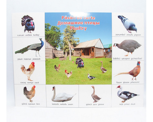 Poster pasari domestice P*2333