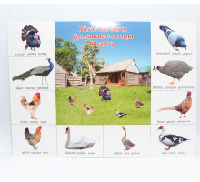 Плакат домашние птицы P*2333