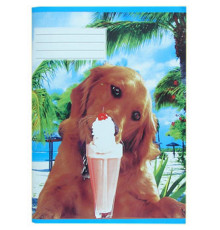 Сaiet euro 24 foi, linie punctata, galeria P*0544 (80)