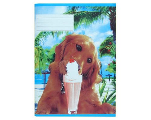 Сaiet euro 24 foi, linie punctata, galeria P*0544 (80)