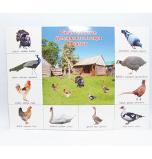 713542 Плакат домашние птицы P*2333